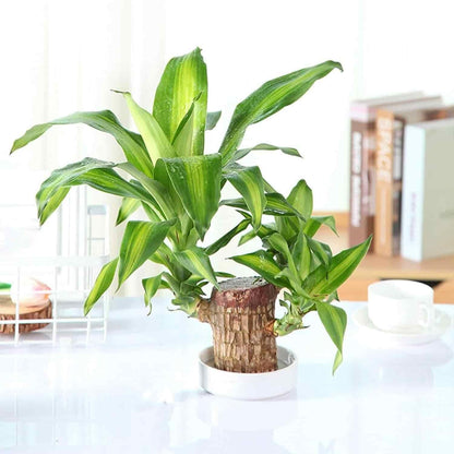 Brazilian Lucky Wood, Money Magnet  Mini Home Plant (100% Ayurvedic ) Buy 1 Get 1 FREE