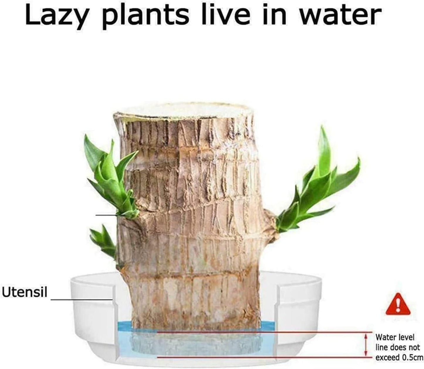 Brazilian Lucky Wood, Money Magnet  Mini Home Plant (100% Ayurvedic ) Buy 1 Get 1 FREE