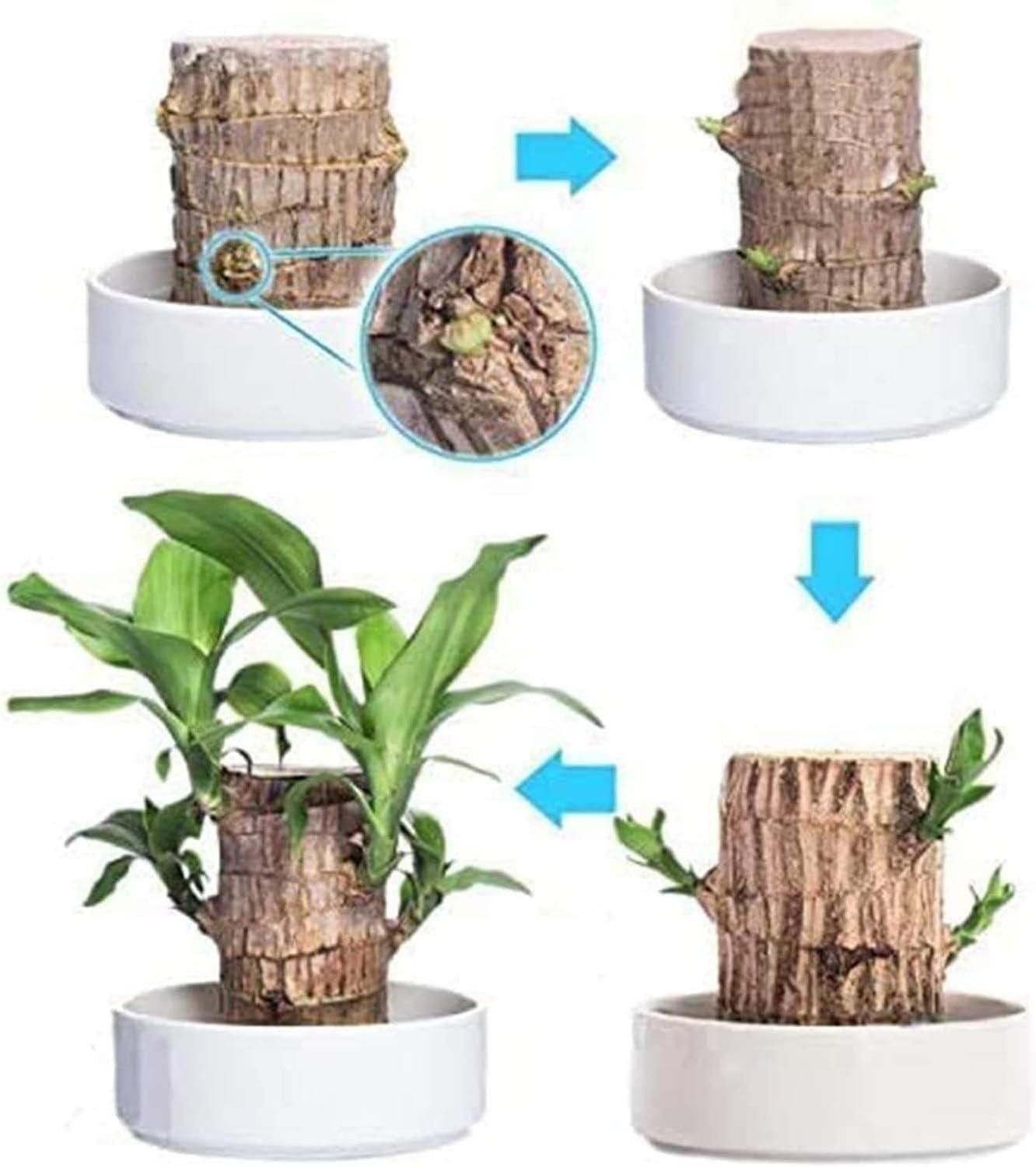 Brazilian Lucky Wood, Money Magnet  Mini Home Plant (100% Ayurvedic ) Buy 1 Get 1 FREE